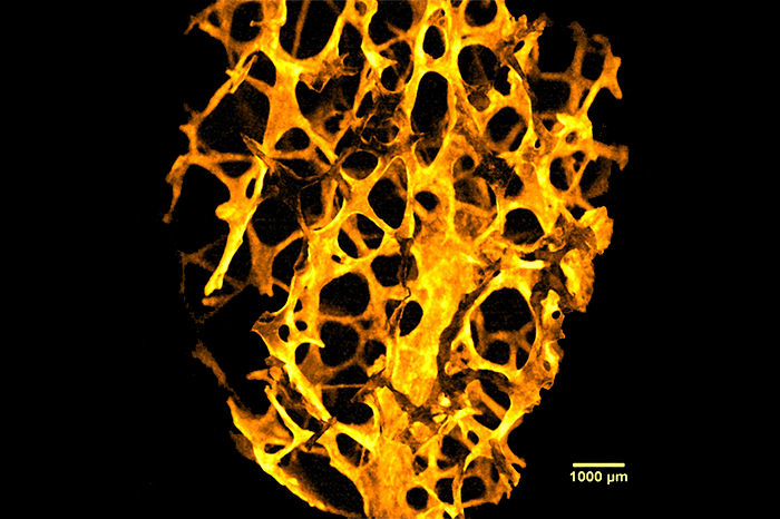 3D-Modell von Knochengewebe untersucht mit OCT.