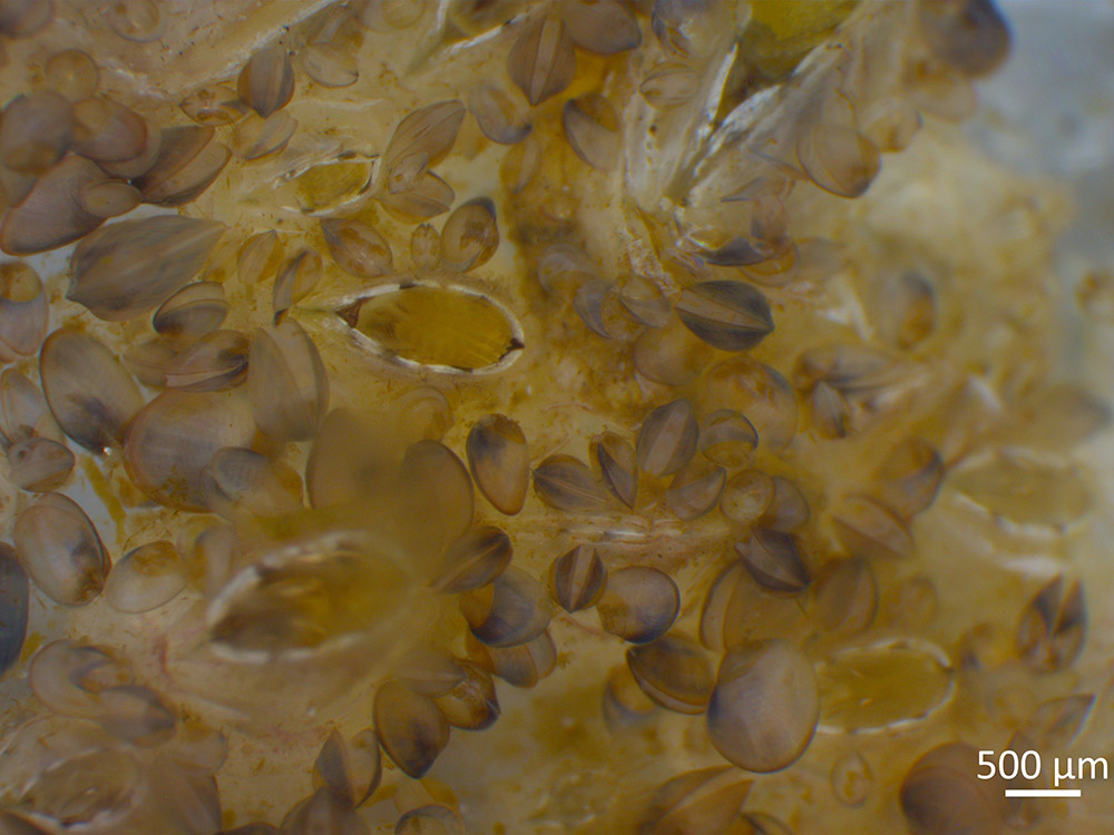 Bewuchs aus Algen, Seepocken und Miesmuscheln nach 18 Wochen Auslagerung in der Ostsee.