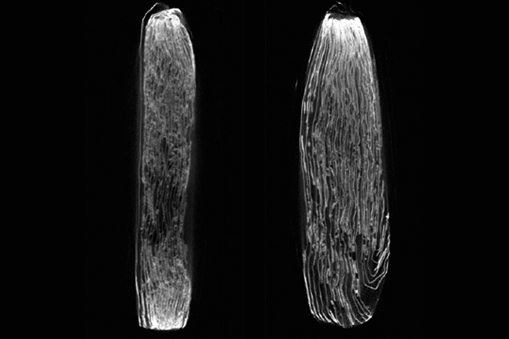 Auf der röntgentomografischen Aufnahme des Schnittbilds defekter Pouchzellen erkennt man deutlich die Zerstörung an den einzelnen Folien.