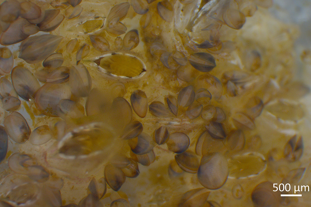 Biofilm aus Algen, Seepocken und Miesmuscheln, dessen Anwachsen durch optimierte Grenzflächen verlangsamt werden soll.