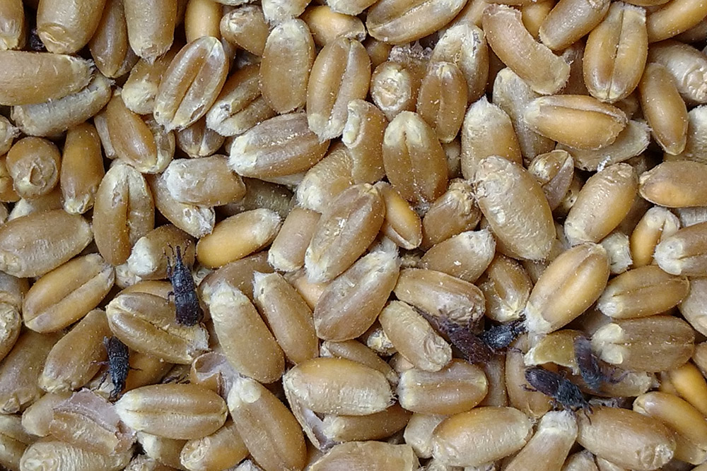 Befallene Getreidepartie bei Labormessungen mit geschlüpften Kornkäfern.