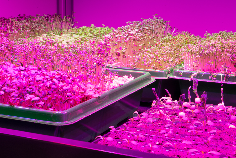 Untersuchung zur Pflanzenverfügbarkeit von Stickstoff- und Phosphor-Rezyklaten am Vertical Farming-Teststand.