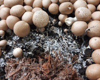 So far, peaty soils have been used in mushroom cultivation. Since peat extraction is critical to the climate, researchers at Fraunhofer IKTS are working with partners in the MykoDeck project on peat-free covering soils based on renewable raw materials and biogenic residues.