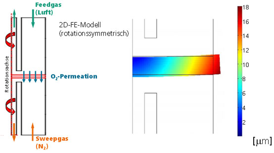 Schematic representation of the setup for oxygen permeation tests (left) with simulation of the chemically induced deformation of a BSCF cylinder at 900°C (right)